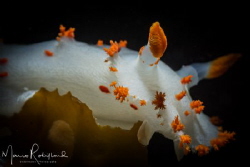Clown Nudibranch, my favorite one :-) by Mario Robillard 